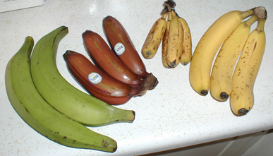Banana Yelakki