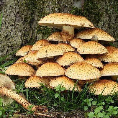 Mushroom Soup